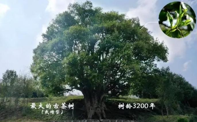 йпϵĲ51068