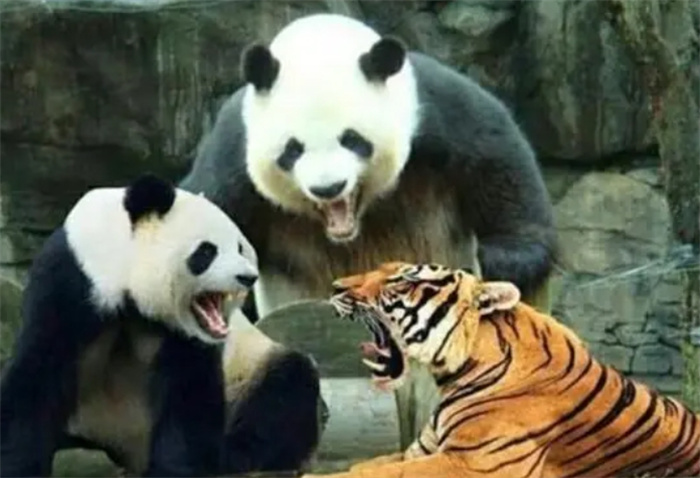 熊猫打得过老虎狮子吗？事实上也得看什么老虎