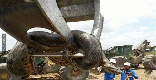 水库炸出1吨巨蟒是真的吗 如果是可能就是世界上最大的蛇