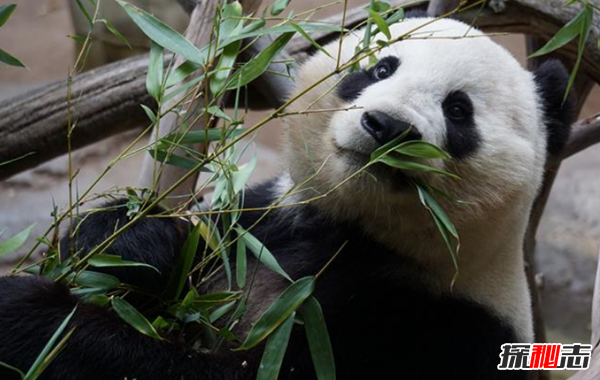 世界上最懒的10种动物 大熊猫排第七,第十懒到不愿觅食
