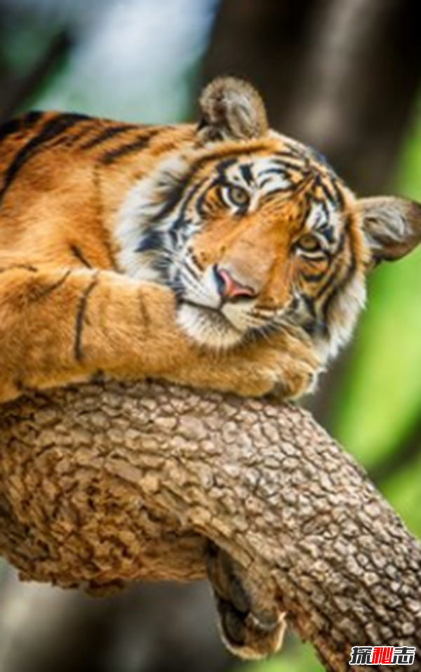 老虎的十大特征及作用 能治愈疾病,夜视能力是人的6倍