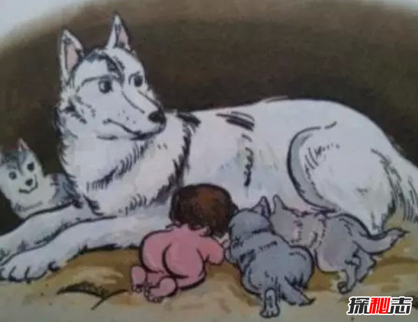 狼为什么会养人类婴儿?关于狼的10个惊天事实(真相揭秘)