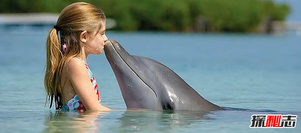 海豚为什么会救人?关于海豚的十大小知识(原因揭秘)海豚为什么会救人?关于海豚的十大小知识(原因揭秘)