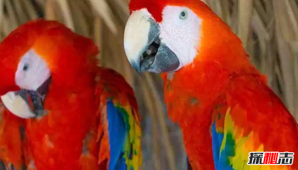 世界上十大颜色最鲜艳的鸟 第八能模仿人类语言(极聪明)