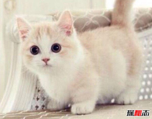第一次养宠物注意什么?