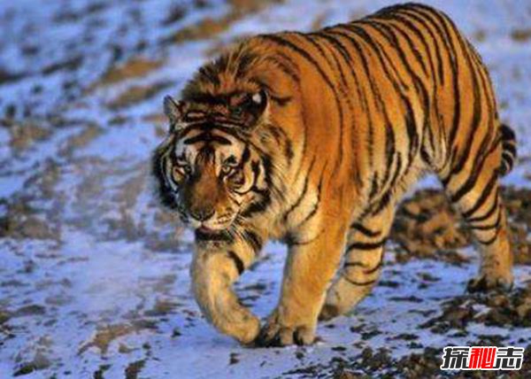 世界最大的老虎780公斤前苏联捕捉到780公斤老虎