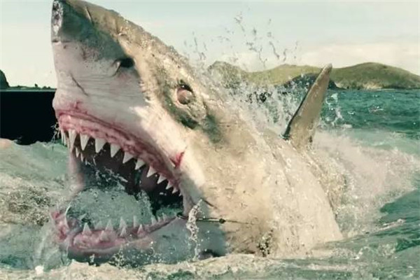 蜈支洲岛鲨鱼袭击事件 游客在三亚拍到鲸鲨视频（神奇）（多图）