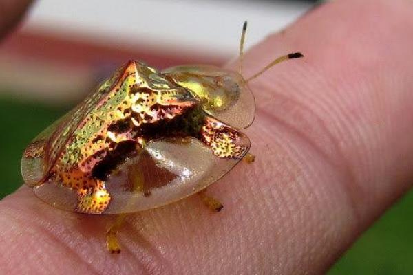 黄金龟甲虫提炼黄金真的假的?
