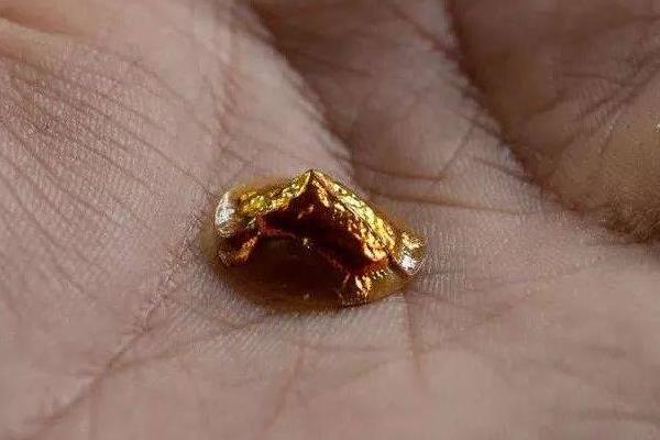 黄金龟甲虫提炼黄金真的假的?