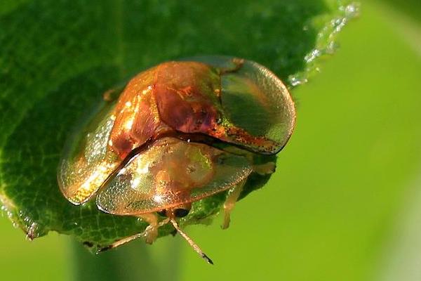 黄金龟甲虫体内有没有金?