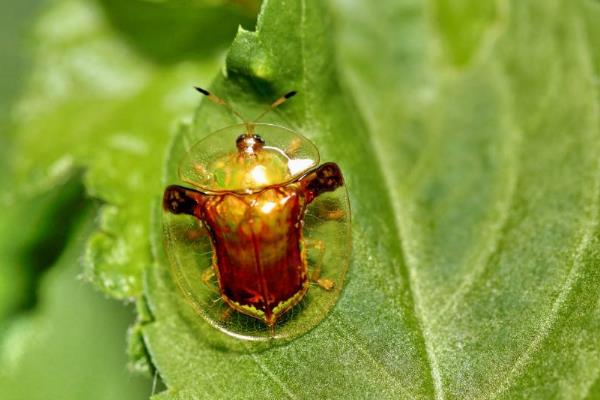 黄金龟甲虫体内有没有金?