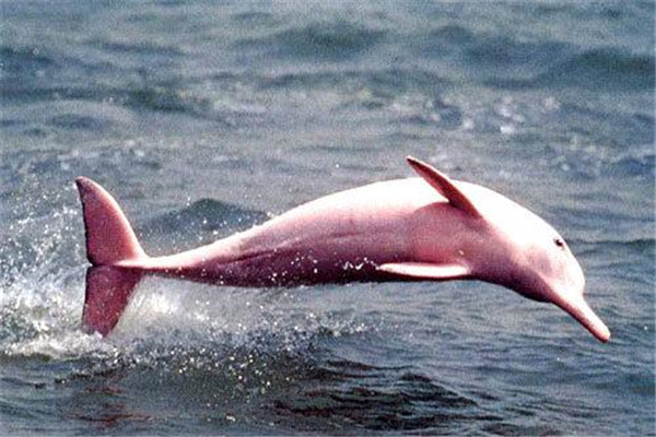 粉红瓶鼻海豚灭绝了吗