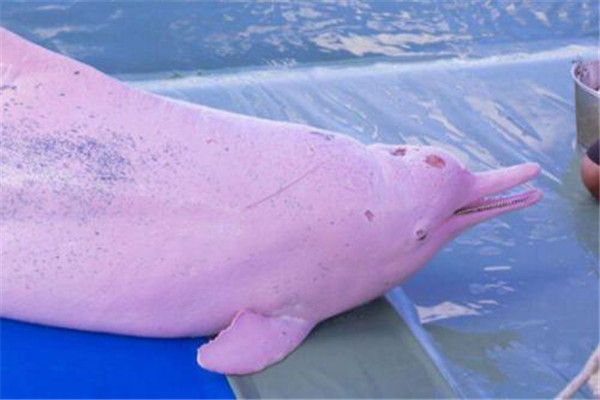 粉红瓶鼻海豚灭绝了吗