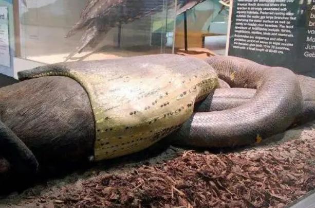 世界最长的蛇 中国发现200米巨蟒 爆料出隐情