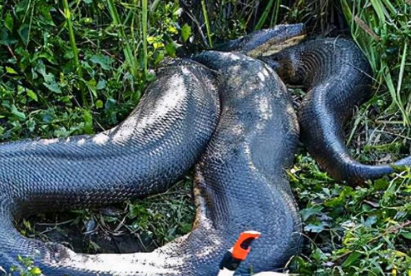 世界最长的蛇 中国发现200米巨蟒 爆料出隐情