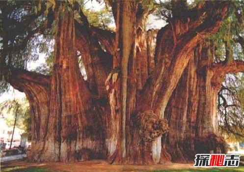 最古老的树_欧洲最古老的树 1230岁的 伊塔卢斯 取代1077岁的波斯尼亚松