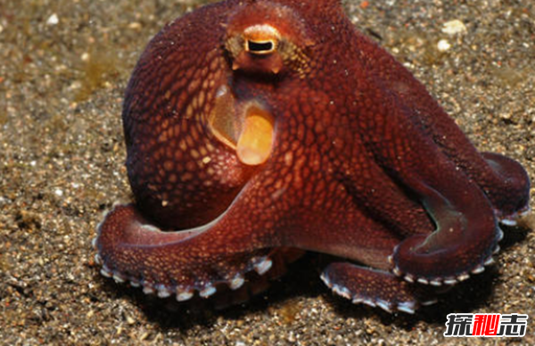 世界体型最小的10大海洋生物 简直不敢想象!(超萌超可爱)