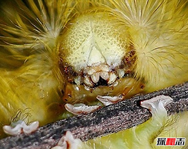世界最恐怖的十大昆虫光看就能把你吓疯勿靠近