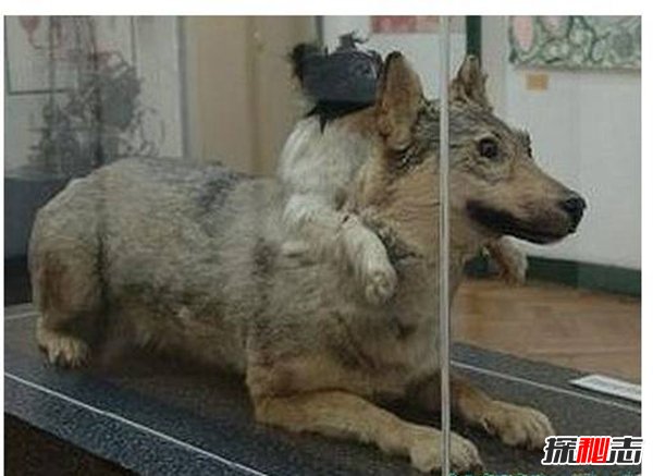 前苏联砍了狗头恐怖实验惊悚双头狗实验揭秘成功存活