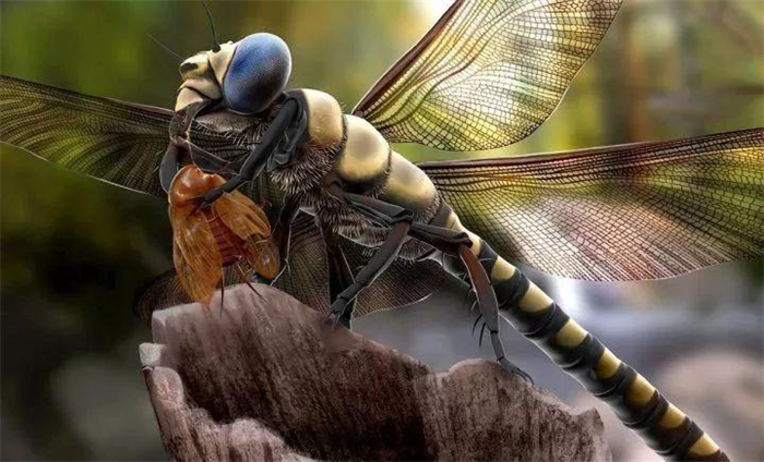 世界上最大的蜻蜓，可超过2英寸长，生有触角蛇蜻蜓