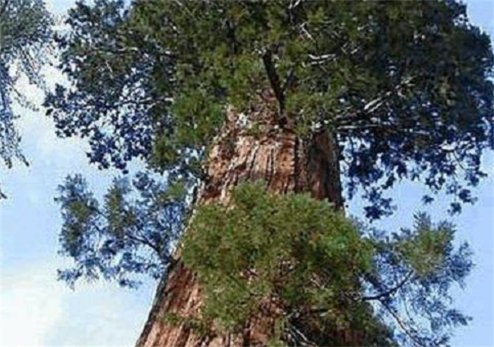 世界上生长最快的树 一年能长5米左右轻木