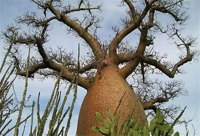 世界上生长最快的树 一年能长5米左右轻木