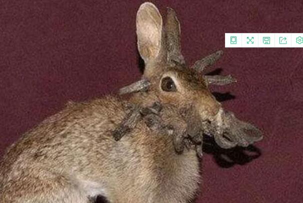 世界上最恐怖的兔子:肿瘤兔,脸上长满黑色肿瘤