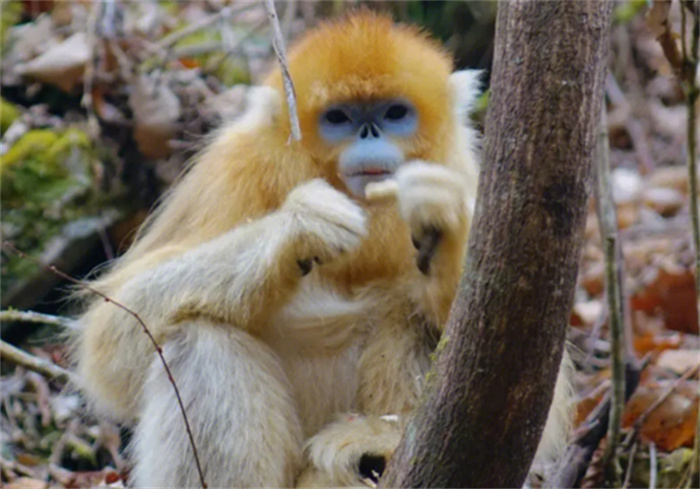 世界上最酷的猴子 浑身金灿灿自带主角光环金丝猴