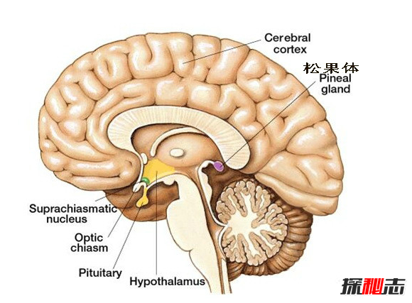 人类第三只眼被封印?俄科学家称它可未卜先知(开启危险)