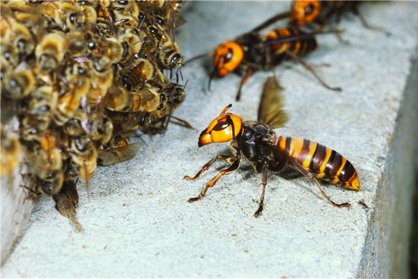 世界上最可怕的毒蜂是什么
