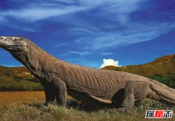印度洋活恐龙之谜,恐龙并没有全部灭绝(恐龙的后裔科莫多巨蜥)