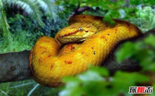 揭秘世界上最恐怖的蛇岛：巴西蛇岛(死亡率极高)