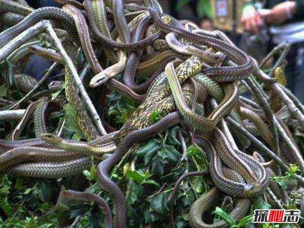 揭秘世界上最恐怖的蛇岛：巴西蛇岛(死亡率极高)