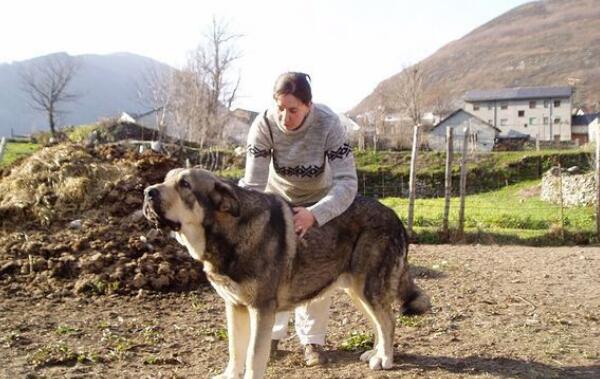 世界大型犬排名前五位 90公分的高加索犬仅排第三位 探秘志手机版