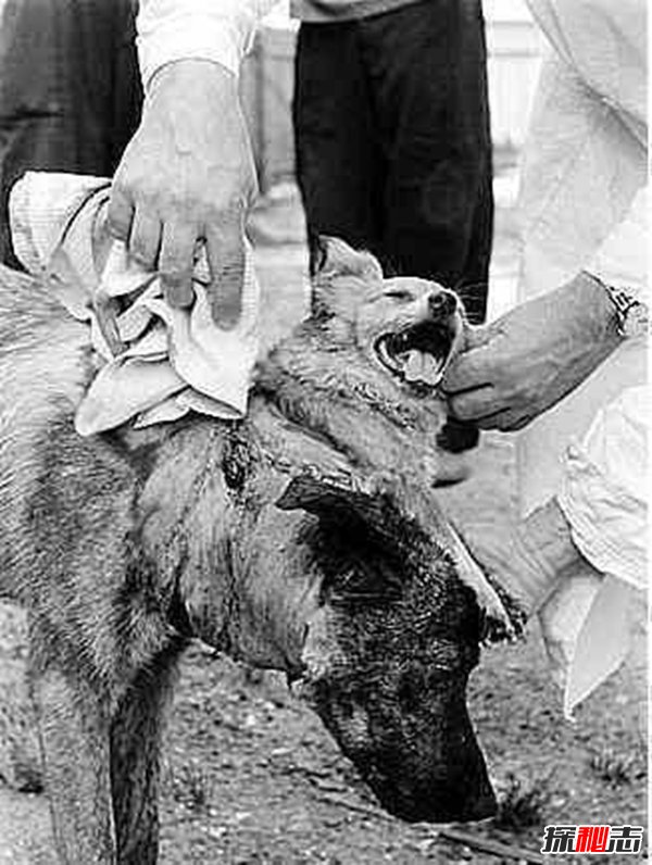 揭秘前苏联十大逆天恐怖实验, 砍了狗头恐怖实验