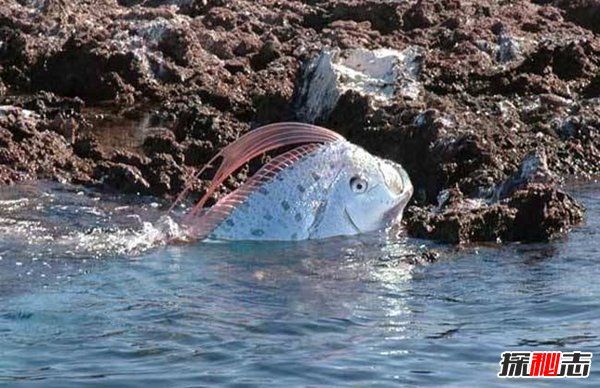 皇带鱼的恐怖传说,不详之鱼带来地震和海啸