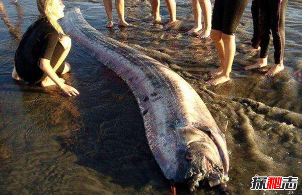 皇带鱼的恐怖传说,不详之鱼带来地震和海啸