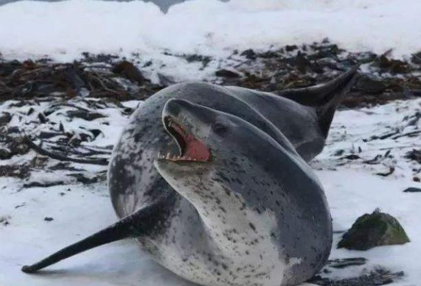 世界上最凶猛的海豹 豹形海豹 是南极食物链的霸主