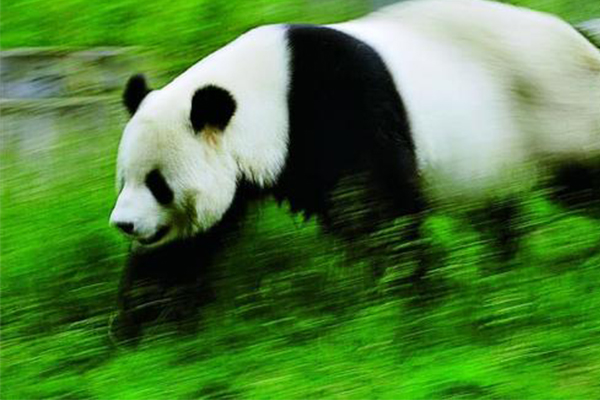 大熊猫最快奔跑速度是多少?