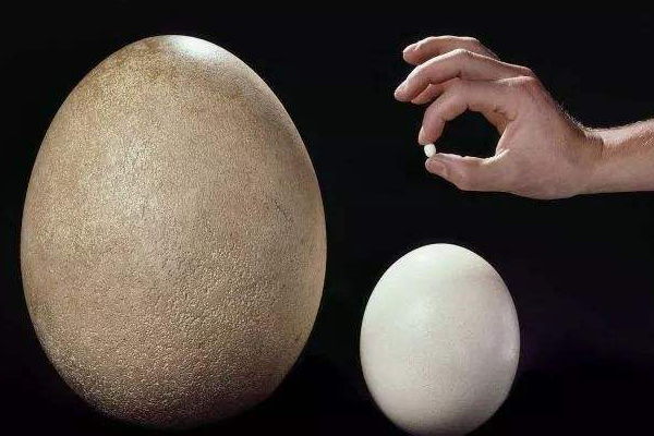 世界上最小的鸟蛋:吸蜜蜂鸟蛋,仅一个咖啡豆大小(6毫米)
