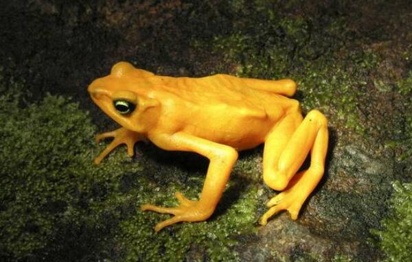 世界上最毒的青蛙，黄金箭毒蛙（三分钟毒死10成年人）