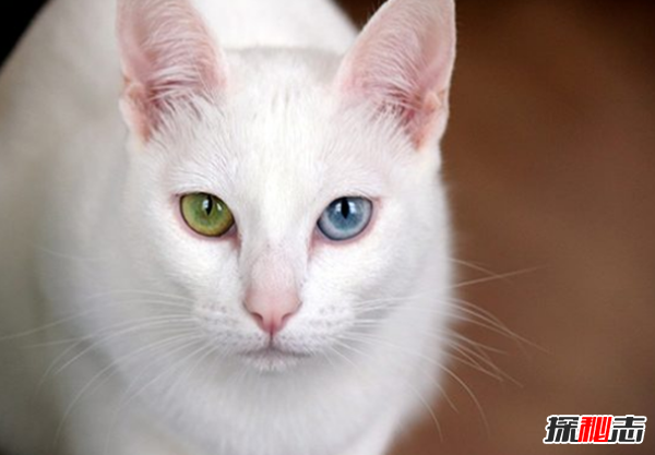 猫有哪些品种带图片?世界12大最奇异的猫品种