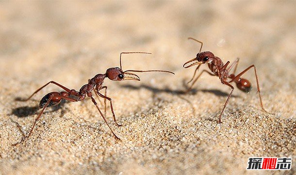 蚂蚁的力量有多大?蚂蚁很厉害的12个原因