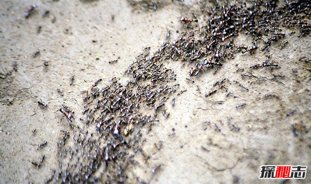 蚂蚁的力量有多大?蚂蚁很厉害的12个原因