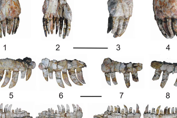 大型食肉恐龙:锐颌龙 体长7米化石仅完整鼻部