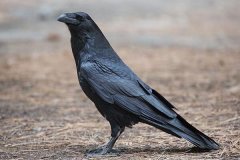 ѻĹ(ڵĿɴ40)