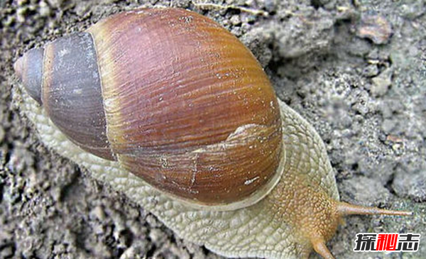 蜗牛壳碎了还能活吗?世界上十大最奇特的蜗牛
