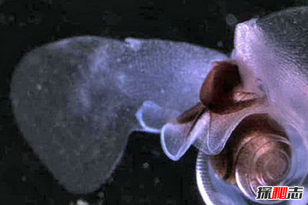 蜗牛壳碎了还能活吗?世界上十大最奇特的蜗牛