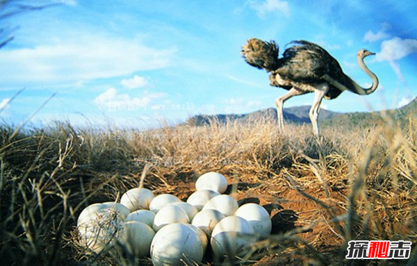 鸵鸟蛋最大有多重?揭秘世界上最大的鸵鸟蛋