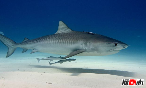 世界上十大最长鱼类:鲸鲨最长为41.5英尺(
